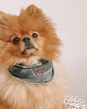 Bild Hund mit Hundehalsband